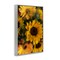 Stupell Industries Bunches of Garden Sunflowers Framed Giclee, design by Kim Allen